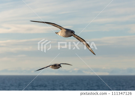 Northern Fulmar flying above Arctic sea on Svalbard. Northern Fulmar flying above Arctic sea on Svalbard. 111347126