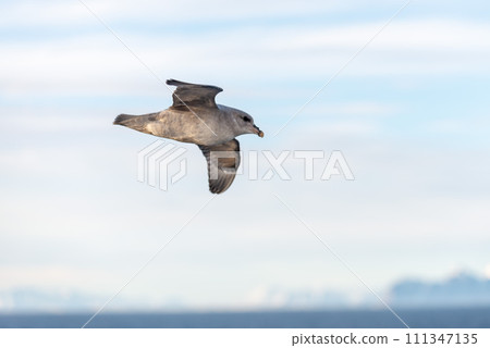 Northern Fulmar flying above Arctic sea on Svalbard. Northern Fulmar flying above Arctic sea on Svalbard. 111347135