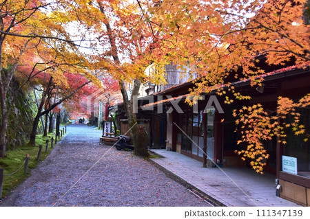 京都市、大原三千院、門前的參道(櫻花田)和秋葉 京都市、大原三千院、門前的參道(櫻花田)和秋葉 111347139