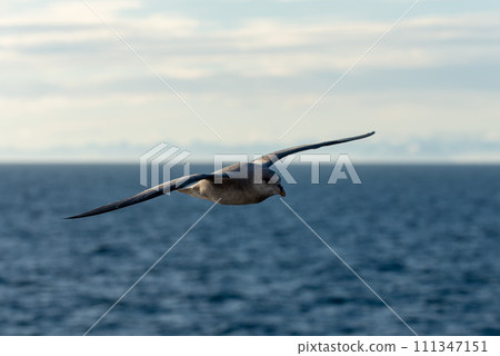 Northern Fulmar flying above Arctic sea on Svalbard. Northern Fulmar flying above Arctic sea on Svalbard. 111347151