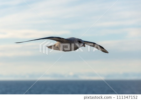 Northern Fulmar flying above Arctic sea on Svalbard. Northern Fulmar flying above Arctic sea on Svalbard. 111347152