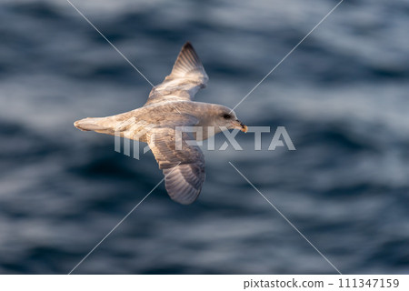 Northern Fulmar flying above Arctic sea on Svalbard. Northern Fulmar flying above Arctic sea on Svalbard. 111347159