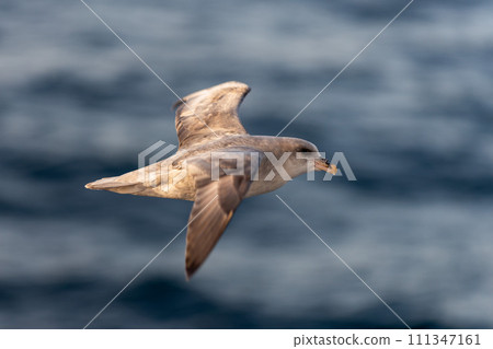 Northern Fulmar flying above Arctic sea on Svalbard. 111347161