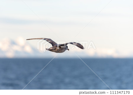 Northern Fulmar flying above Arctic sea on Svalbard. Northern Fulmar flying above Arctic sea on Svalbard. 111347170