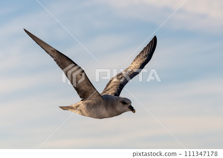 Northern Fulmar flying above Arctic sea on Svalbard. Northern Fulmar flying above Arctic sea on Svalbard. 111347178