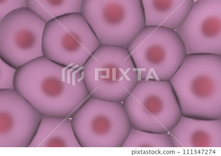 多個動物細胞的圖像 111347274