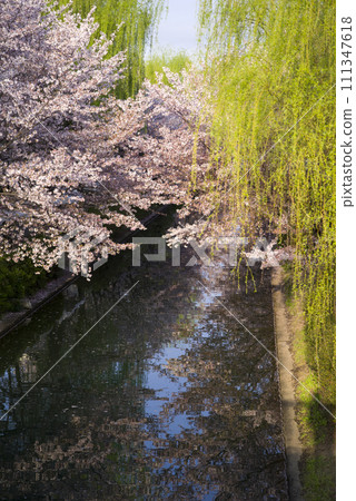 河邊的櫻花和柳樹 111347618