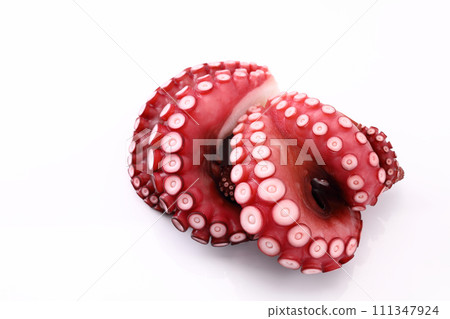 Octopus on white background 111347924