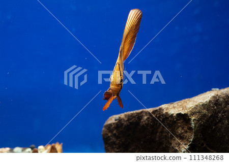 Orbic fish 111348268