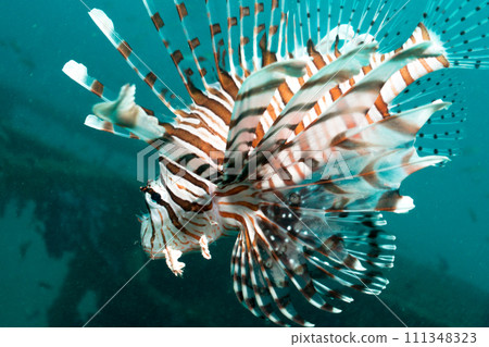 Hanamidokashigo 111348323