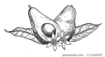 Avocado vector illustration. Hand drawn sketch painted by black inks with vegetable, leaves and flowers. Botanical drawing of tropical Fruit. Engraving for food packaging design. Plant sketch. Avocado vector illustration. Hand drawn sketch painted by black inks with vegetable, leaves and flowers. Botanical drawing of tropical Fruit. Engraving for food packaging design. Plant sketch. 111348387