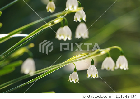 White lily of the daffodil 111348434