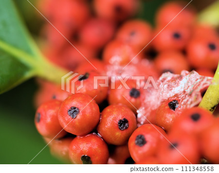 Red tarayo fruit that ripens in January Red tarayo fruit that ripens in January 111348558