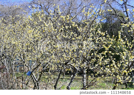 The Soshin Roubai in full bloom gives off a sweet scent. The Soshin Roubai in full bloom gives off a sweet scent. 111348658