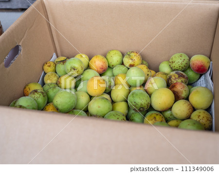 A cardboard box filled with freshly harvested plums. 111349006