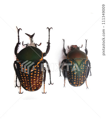 big bug isolated 111349009