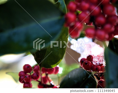 Red berries of Kuroganemochi that were ripening in January Red berries of Kuroganemochi that were ripening in January 111349045
