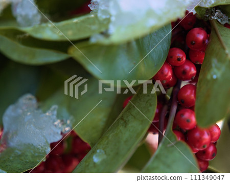Red berries of Kuroganemochi that were ripening in January Red berries of Kuroganemochi that were ripening in January 111349047
