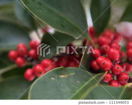 一月成熟的黑金餅的紅色漿果 一月成熟的黑金餅的紅色漿果 111349053
