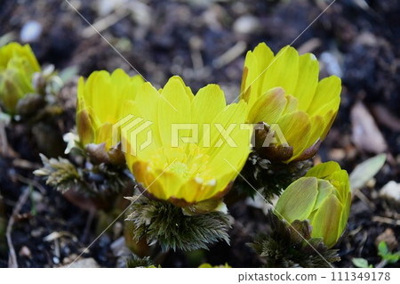 Fukuju grass has bloomed, heralding the arrival of spring. Fukuju grass has bloomed, heralding the arrival of spring. 111349178