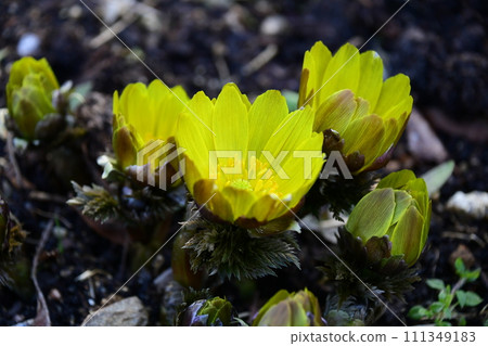 福壽草已經開花，預示著春天的到來。 111349183