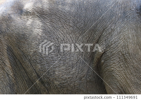 Close up The elephant Skin is big wildlift animal for texture and pattern skin 111349691