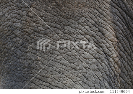 Close up The elephant Skin is big wildlift animal for texture and pattern skin 111349694
