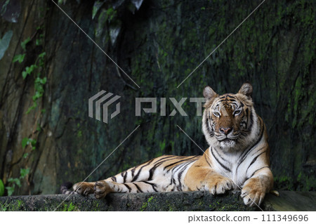 Close up Indochinese tiger is beautiful animal and dangerous in forest 111349696