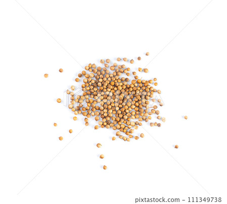Coriander Seeds Isolated, Cilantro Grains, Chinese Parsley Seed Group, Dry Spices, Seasonings Coriander Seeds Isolated, Cilantro Grains, Chinese Parsley Seed Group, Dry Spices, Seasonings 111349738