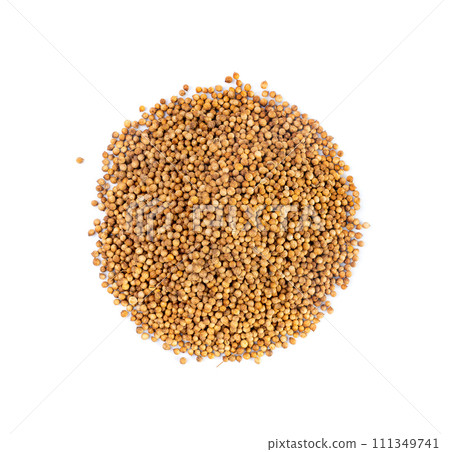 Coriander Seeds Isolated, Cilantro Grains, Chinese Parsley Seed Group, Dry Spices, Seasonings Coriander Seeds Isolated, Cilantro Grains, Chinese Parsley Seed Group, Dry Spices, Seasonings 111349741