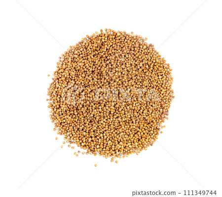 Coriander Seeds Isolated, Cilantro Grains, Chinese Parsley Seed Group, Dry Spices, Seasonings 111349744
