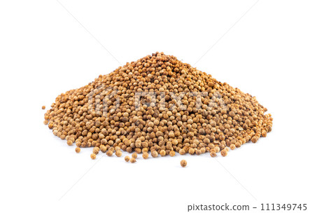Coriander Seeds Isolated, Cilantro Grains, Chinese Parsley Seed Group, Dry Spices, Seasonings Coriander Seeds Isolated, Cilantro Grains, Chinese Parsley Seed Group, Dry Spices, Seasonings 111349745