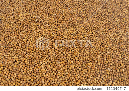 Coriander Seeds Texture Background, Cilantro Grains Pattern, Chinese Parsley Seed Banner, Dry Spices 111349747