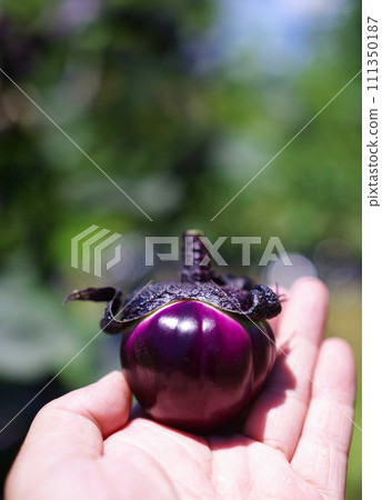 手裡拿著圓圓的茄子 手裡拿著圓圓的茄子 111350187