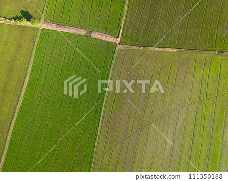 Aerial view of paddy rice field agriculture farm in a tropical rural countryside in the dry season 111350188