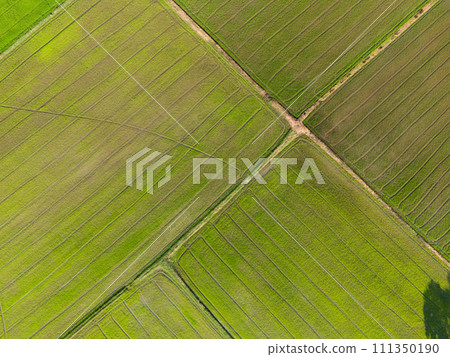 Aerial view of paddy rice field agriculture farm in a tropical rural countryside in the dry season 111350190