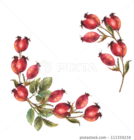 Branch of wild rosehips with red briar fruits, dog rose with green leaves Semicircular frame, wreath Hand drawn watercolor illustration for label, logo, card template Clipart isolated white background 111350238