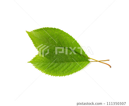 Cherry Leaf Isolated, Green Fruit Leaves, Cherry Tree Leaf Cherry Leaf Isolated, Green Fruit Leaves, Cherry Tree Leaf 111350307