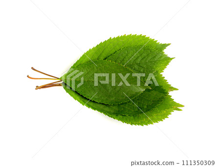 Cherry Leaf Isolated, Green Fruit Leaves, Cherry Tree Leaf 111350309