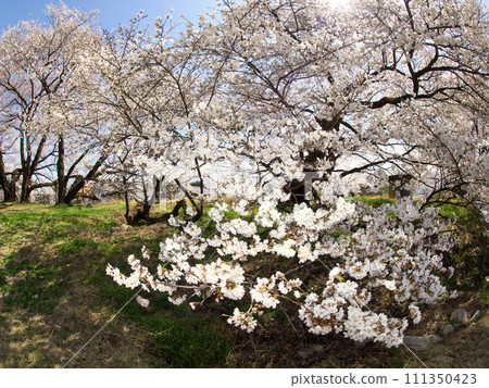 盛開著櫻花的公園 盛開著櫻花的公園 111350423