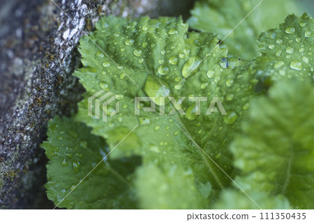 雨淋濕了 111350435