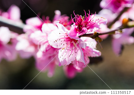 close up of pink blossoming peach flowers 111350517