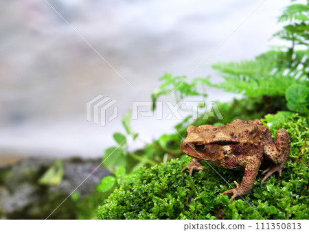 蟾蜍騎在岩石上 111350813