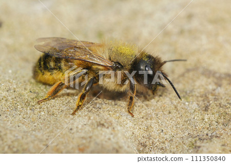 Closeup on a female European red mason bee, Osmia rufa on a stone 111350840