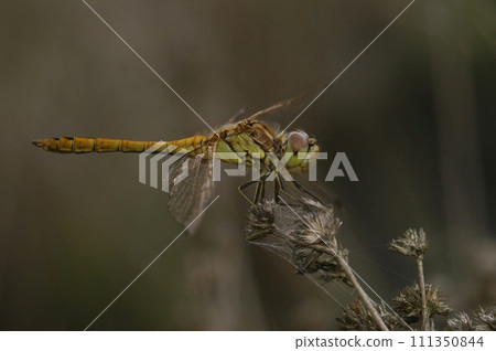 Closeup on a Vagrant Darter dragonfly, Sympetrum vulgatum, perched in the vegetation 111350844