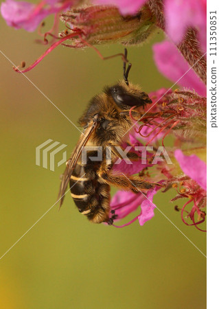 Colorful closeup on a female purple loosestrife bee, Melitta nigricans on it's host plant 111350851