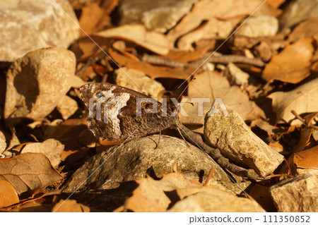 Closeup on the Grayling or Great Banded, greyling butterfly, Brintesia circe, sitting with closed wings 111350852