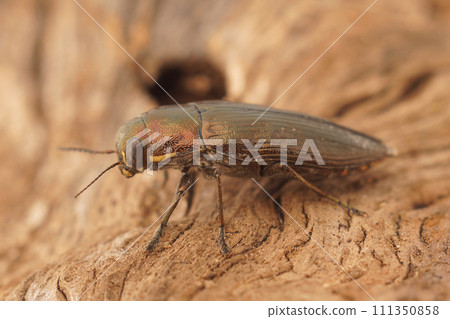 Closeup on a mediterranean Lily Bush-cricket, Tylopsis lilifolia sitting in the vegetation 111350858