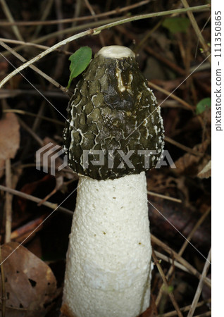 Vertical closeup on a common European stinkhorn mushroom, Phallus impudicus Vertical closeup on a common European stinkhorn mushroom, Phallus impudicus 111350865