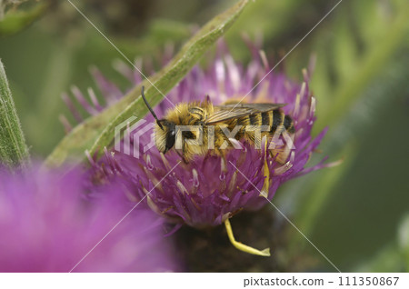 Closeup on a fluffy male Pantaloon bee, Dasypoda hirtipes, sitting on a purple knapweed flower 111350867